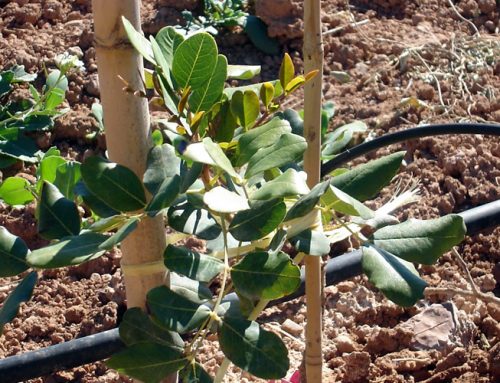 Optimization of carob cultivation and industrial transformation