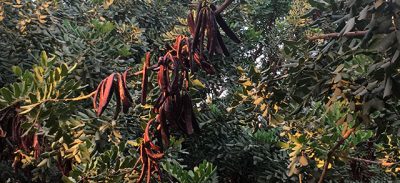 Carob Harvest