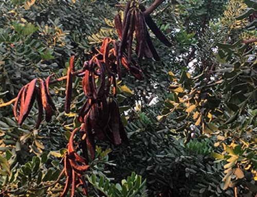 The harvest of the carob tree will drop by almost 50% in the upcoming season
