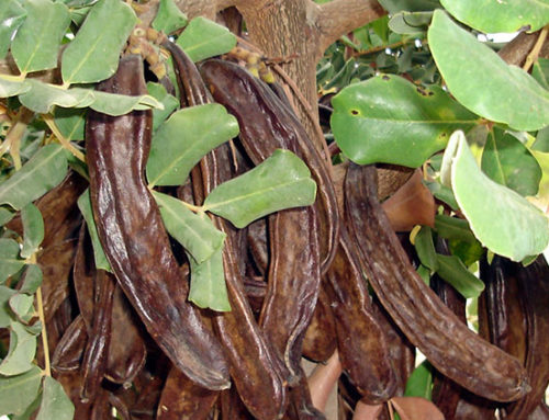 Development and market uptake of an innovative type of micronized dehydrated carob (demicrocarob)